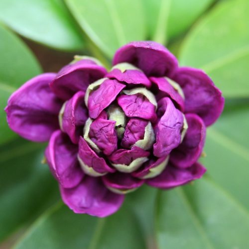 Flower Macro Rhododendron Purple Bloom Bud Plant