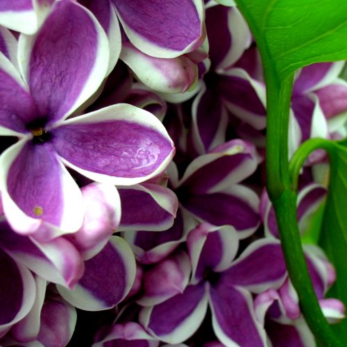 a Royal_Botanical_Gardens_Lilac_Celebration