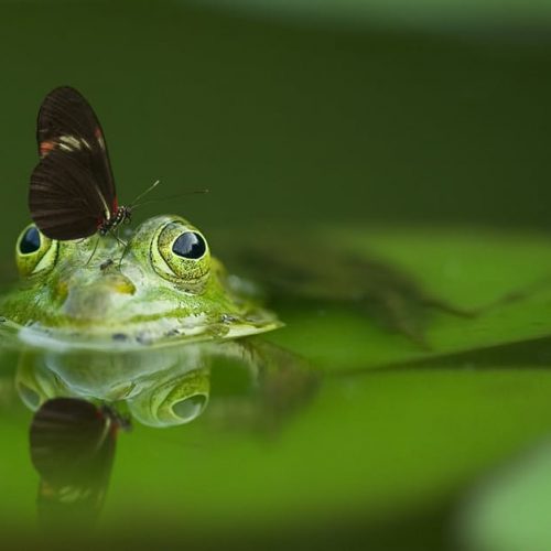 frog-butterfly-pond-mirroring-45863