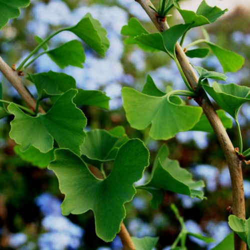 ginkgo-biloba-leaves