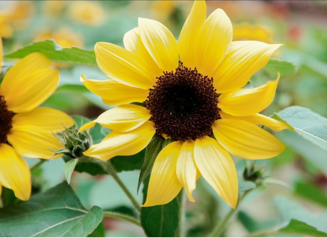 unnamed (1) Garland Nursery