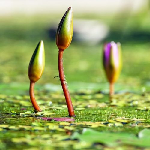 water-lilies-bud-pond-green-99548