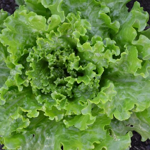 Batavia Lettuce Green Salad Vegetable Garden
