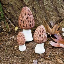 a fairy mushroom