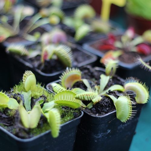 Pot Insectivorous House Plants Muchołapka Plant