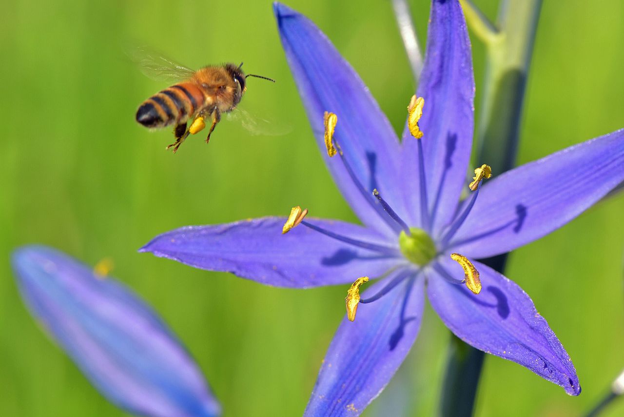 oregon Honey_bee_on_camas_4 Garland Nursery