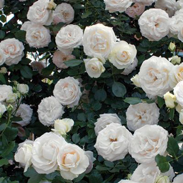 Roses Garland Nursery,Silver Quarter Value