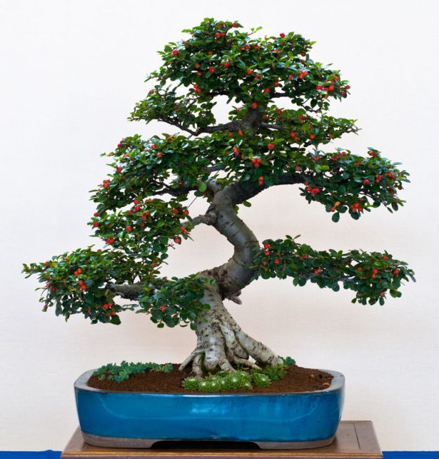 Cotoneaster_as_Bonsai Garland Nursery