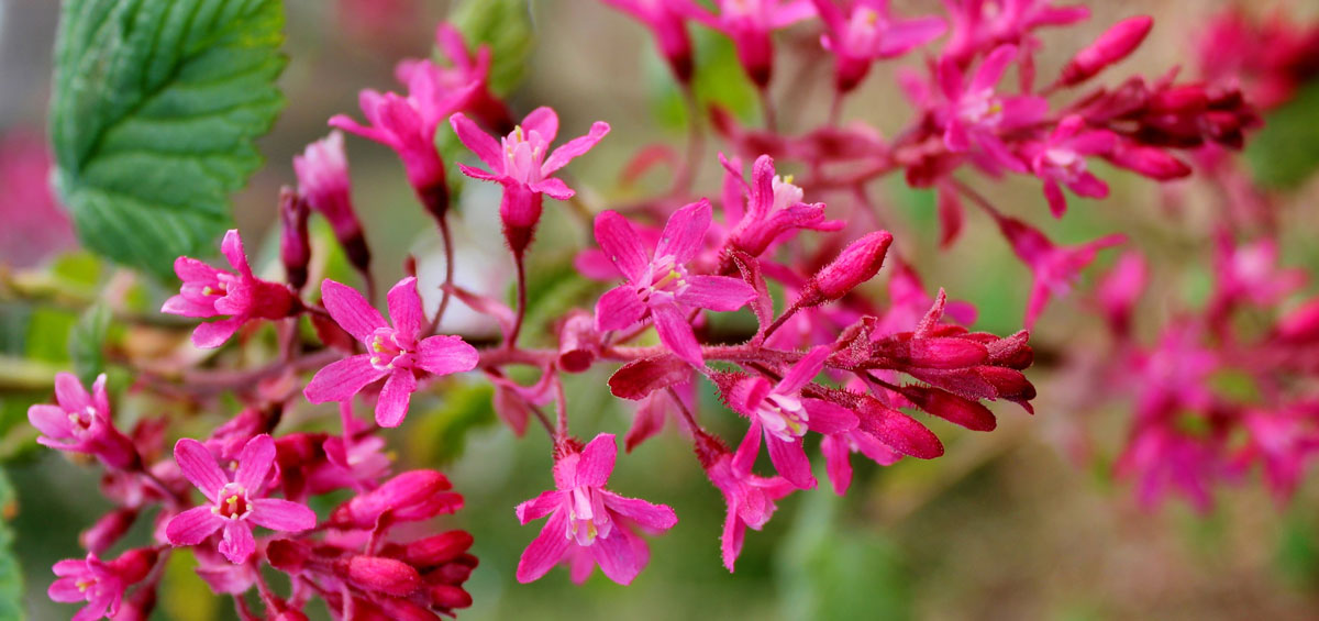 Garland Nursery Inspiring Gardeners since 1937