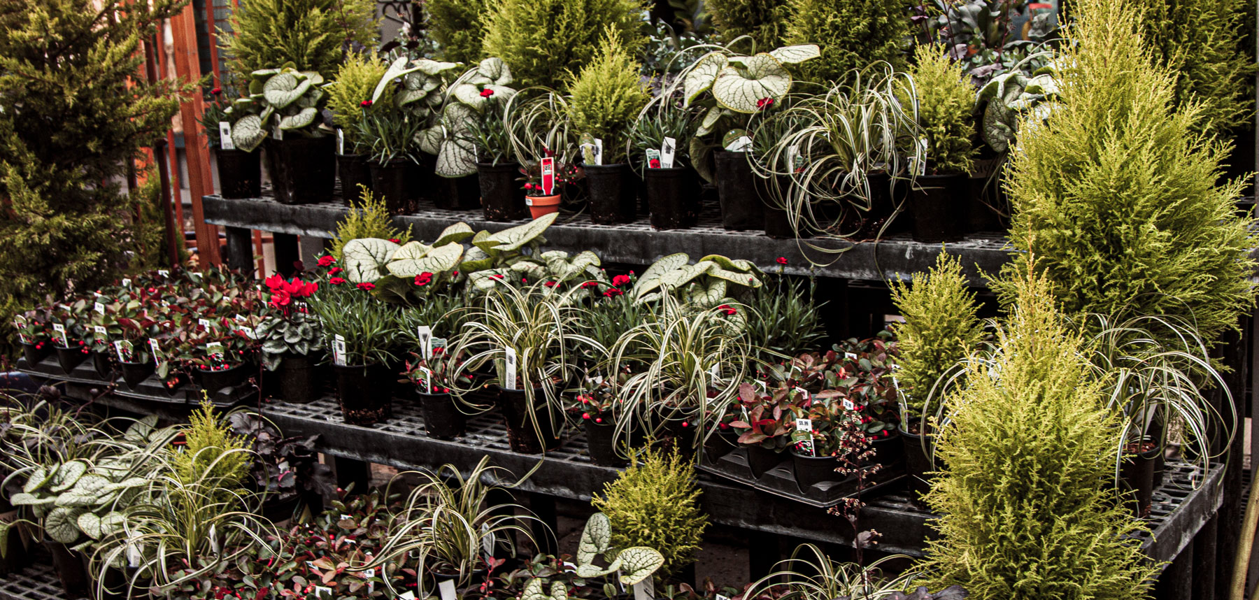 Garland Nursery Inspiring Gardeners since 1937
