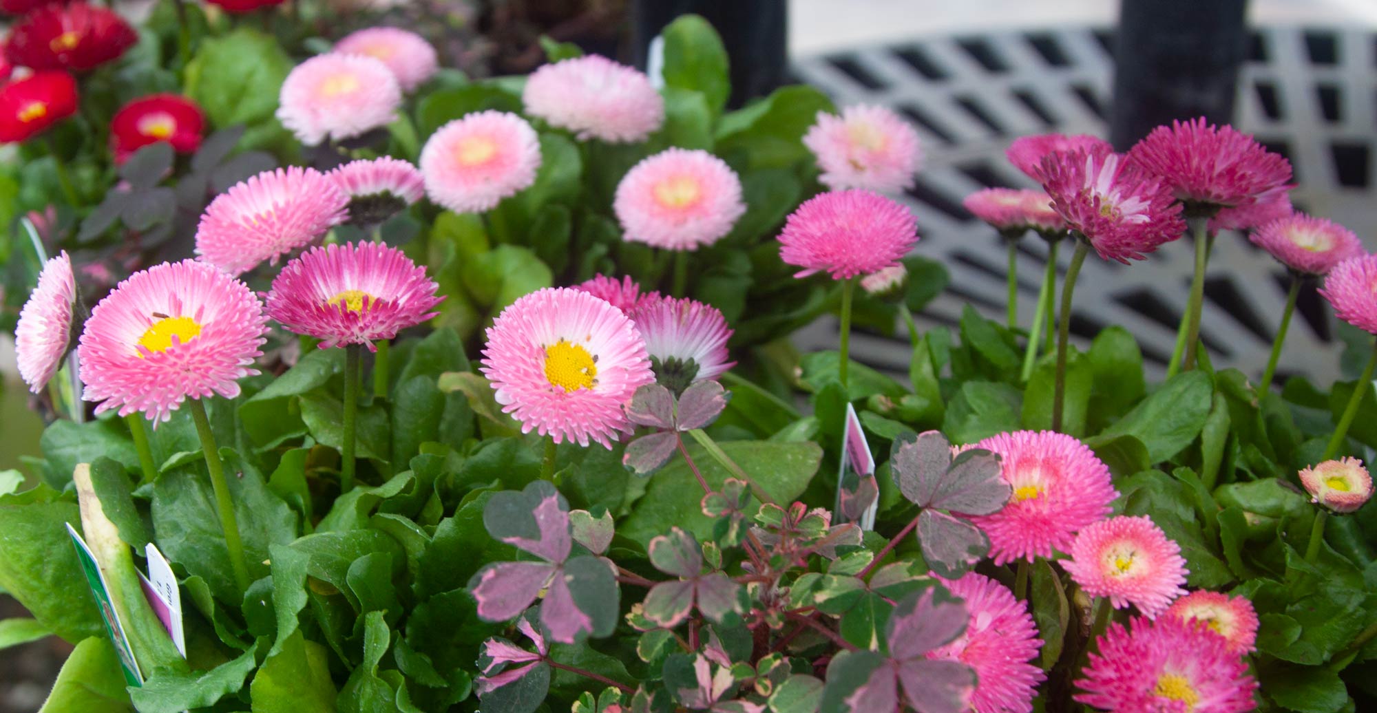 Garland Nursery Inspiring Gardeners since 1937