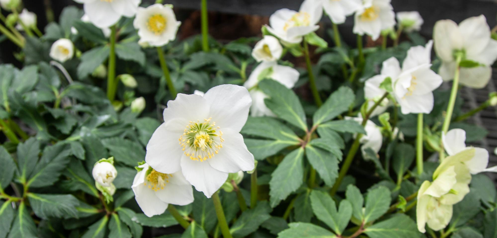 Garland Nursery Inspiring Gardeners since 1937