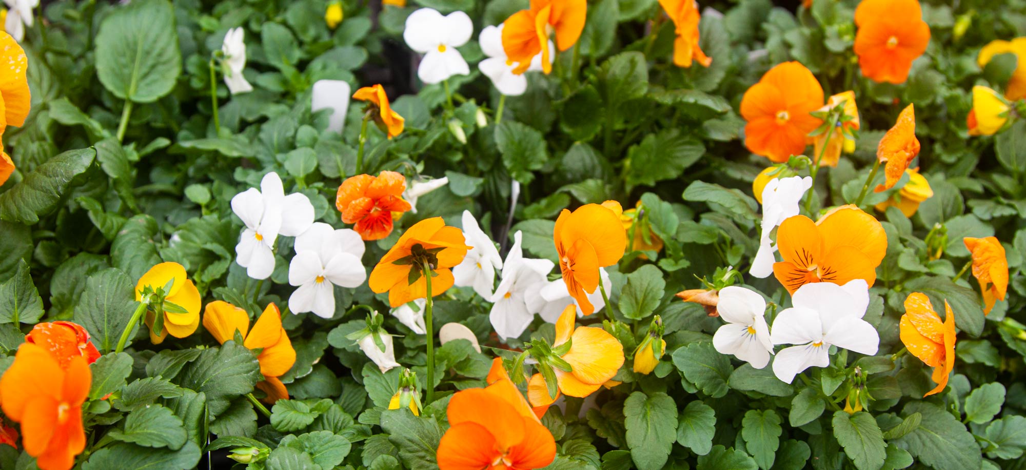 Garland Nursery Inspiring Gardeners since 1937