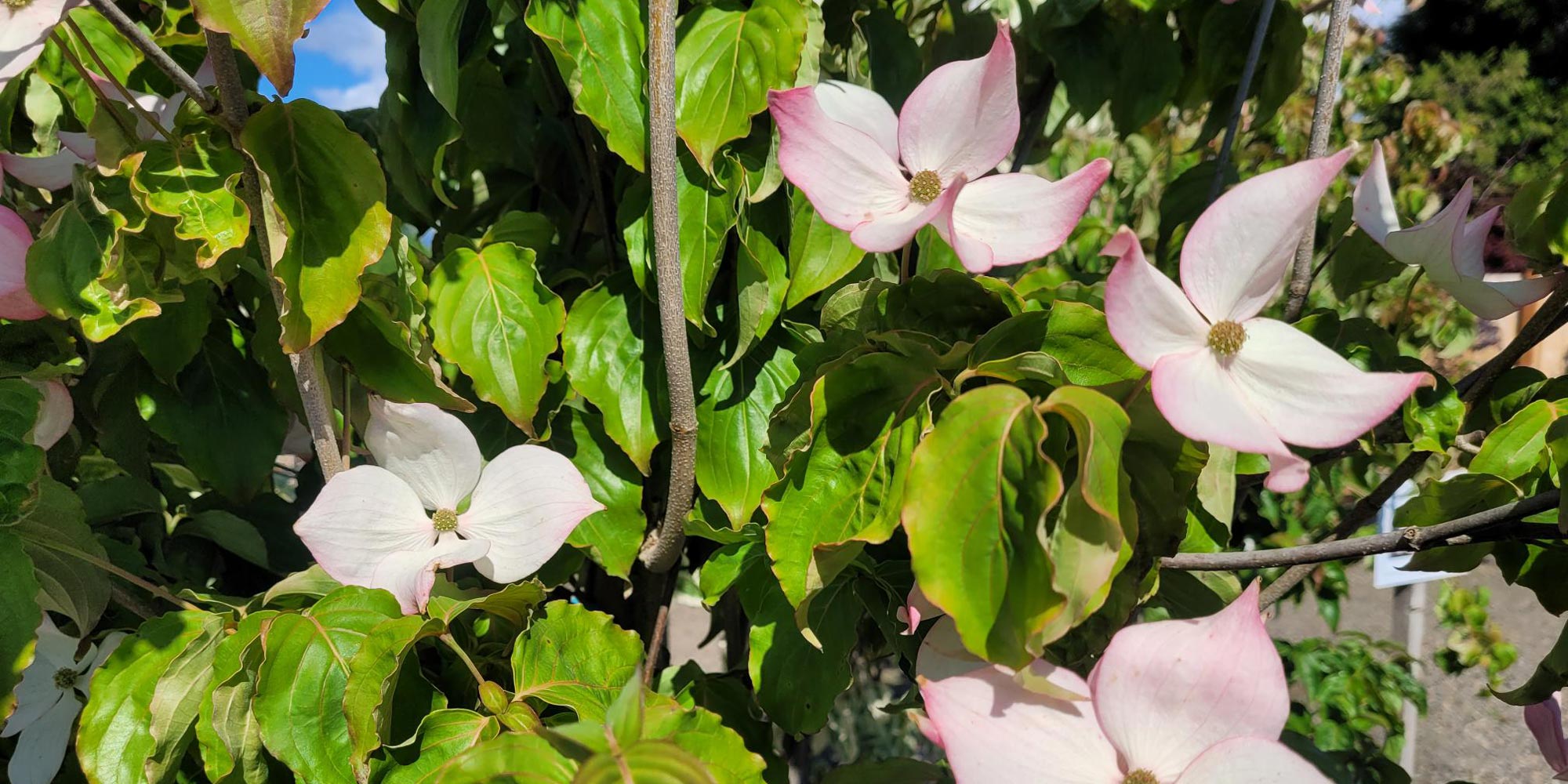Garland Nursery Inspiring Gardeners since 1937
