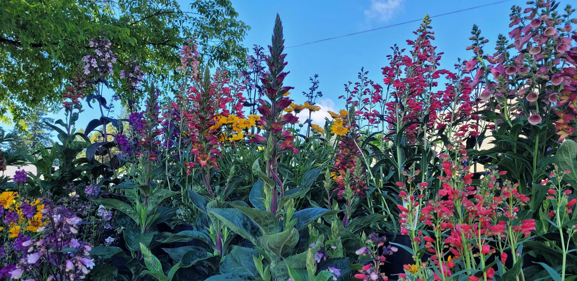 Garland Nursery Inspiring Gardeners since 1937